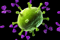 抗体攻击病毒的图片